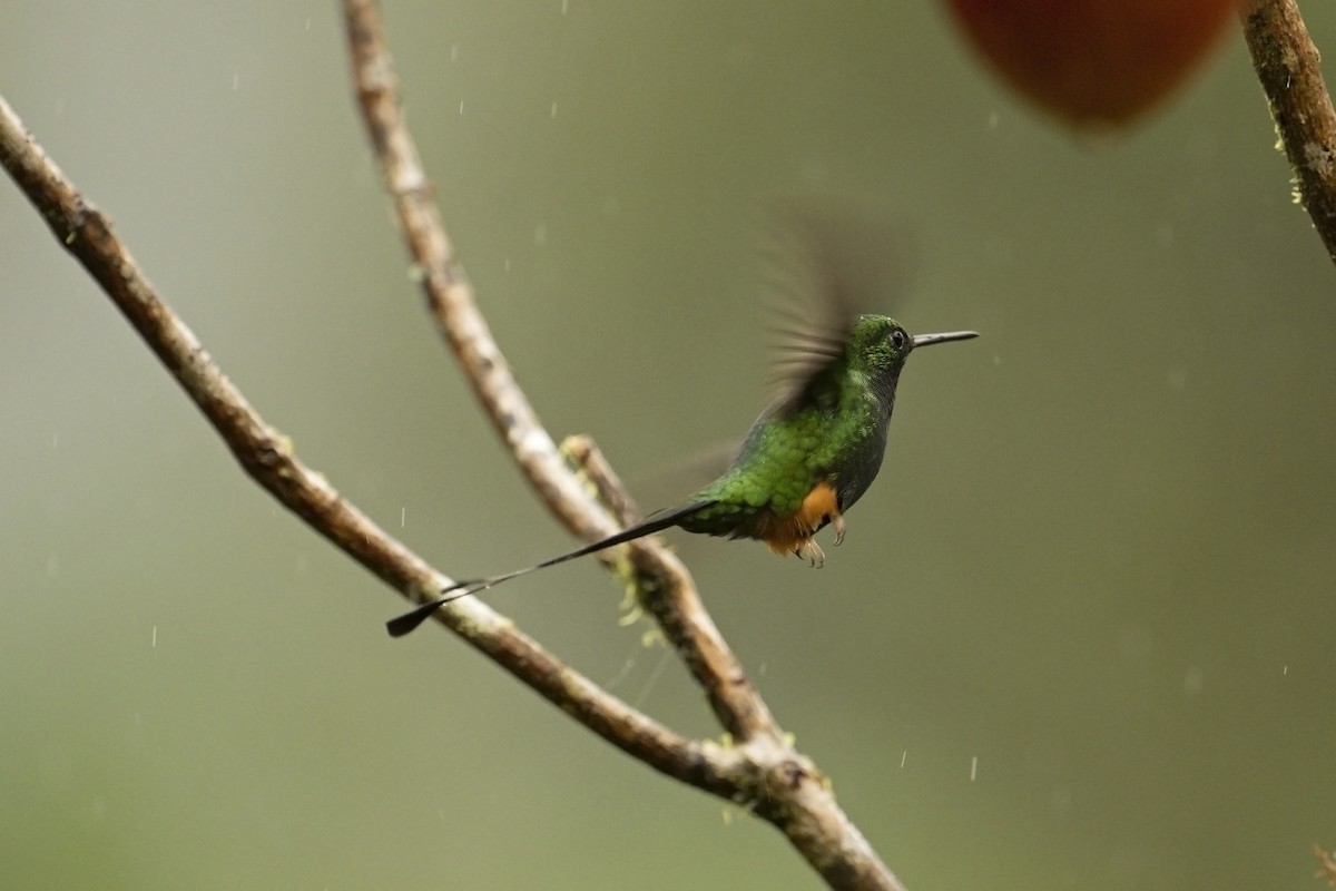 Rufous-booted Racket-tail (Anna's) - ML639854736