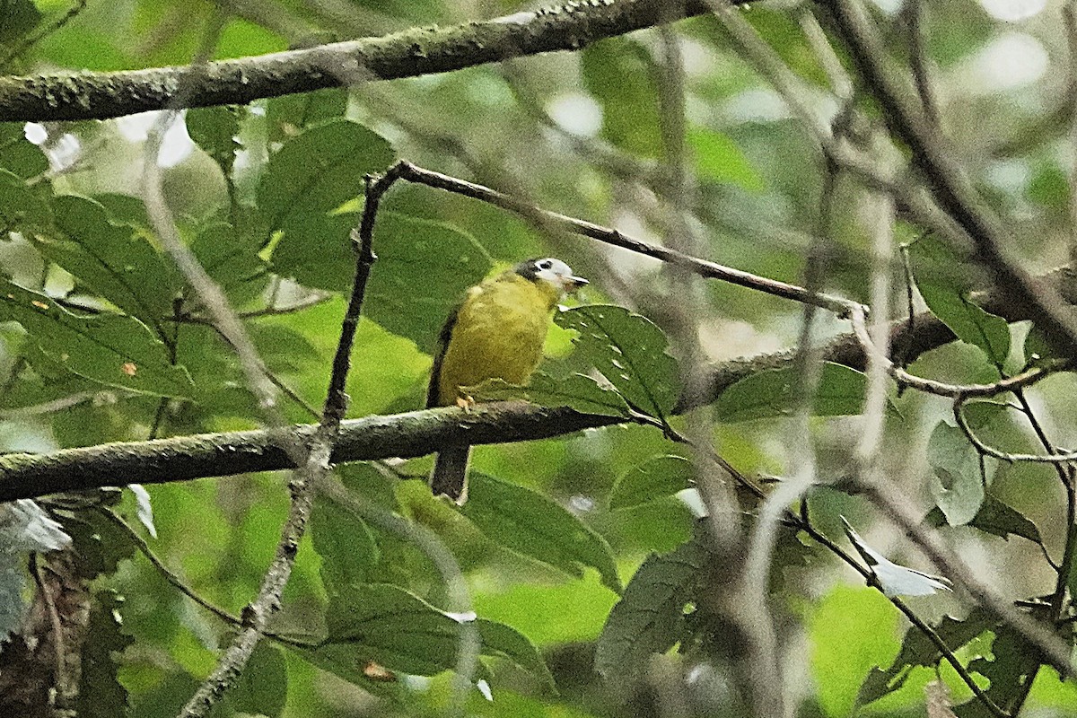 White-faced Robin - ML639854741