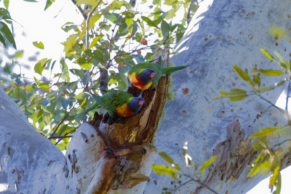 Rainbow Lorikeet - ML639854743