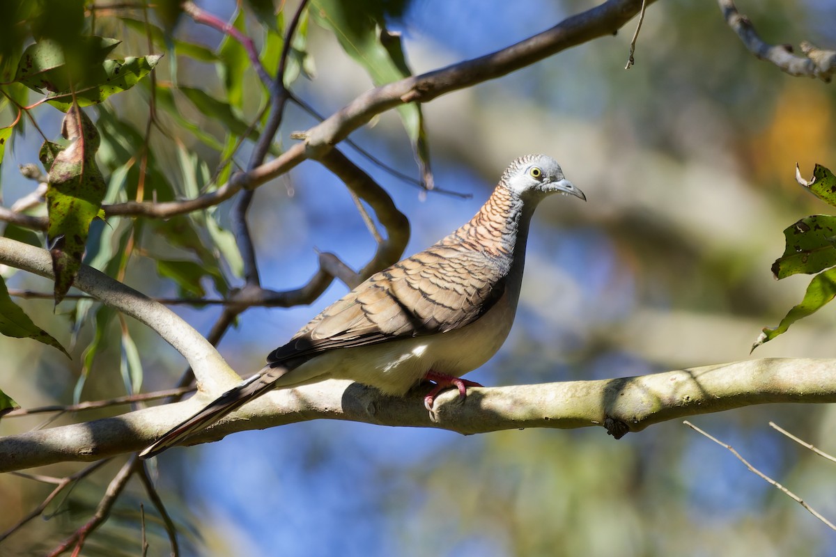 Bar-shouldered Dove - ML639854759