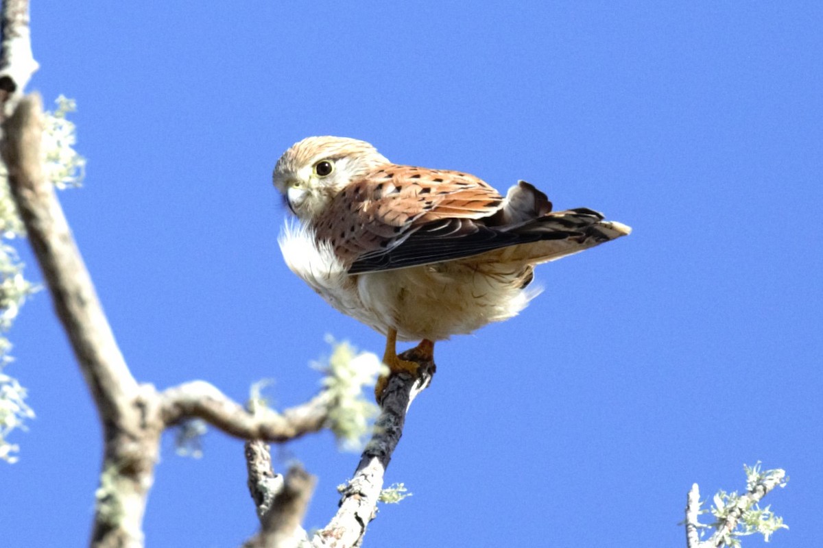 Nankeen Kestrel - ML639854765