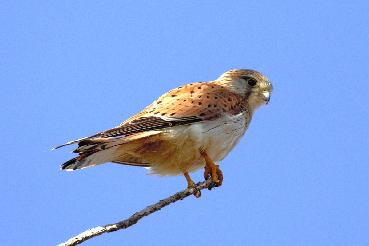 Nankeen Kestrel - ML639854766