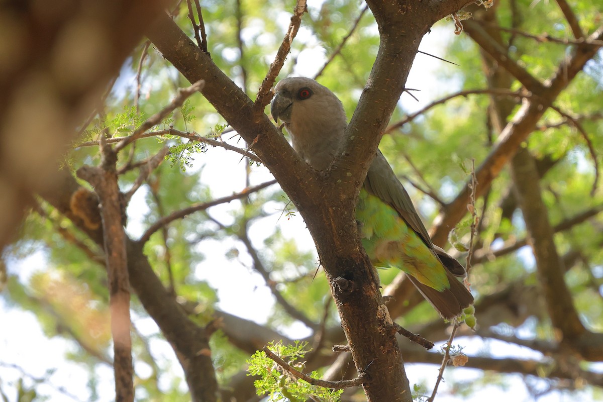 Red-bellied Parrot - ML639854776