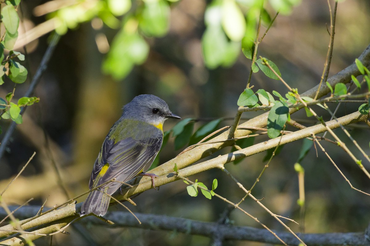 Eastern Yellow Robin - ML639854786
