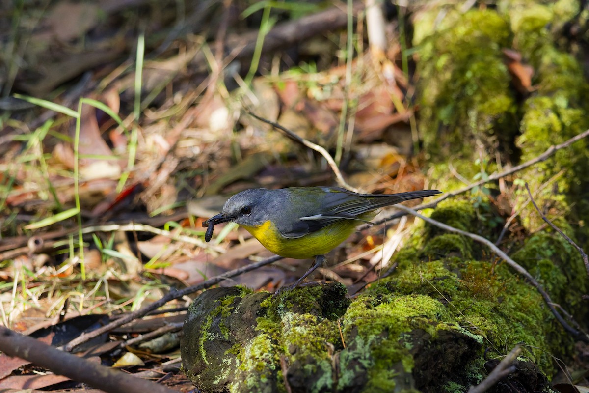 Eastern Yellow Robin - ML639854787
