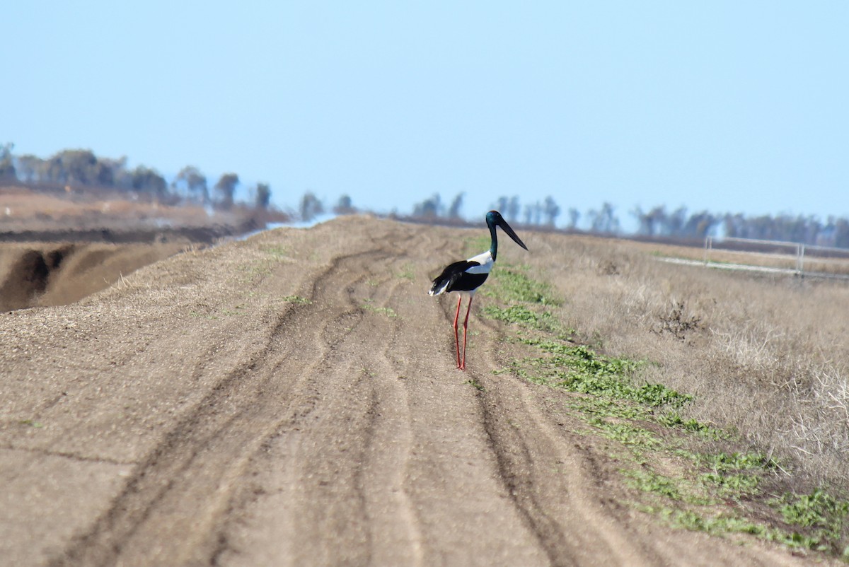 Black-necked Stork - ML63985481