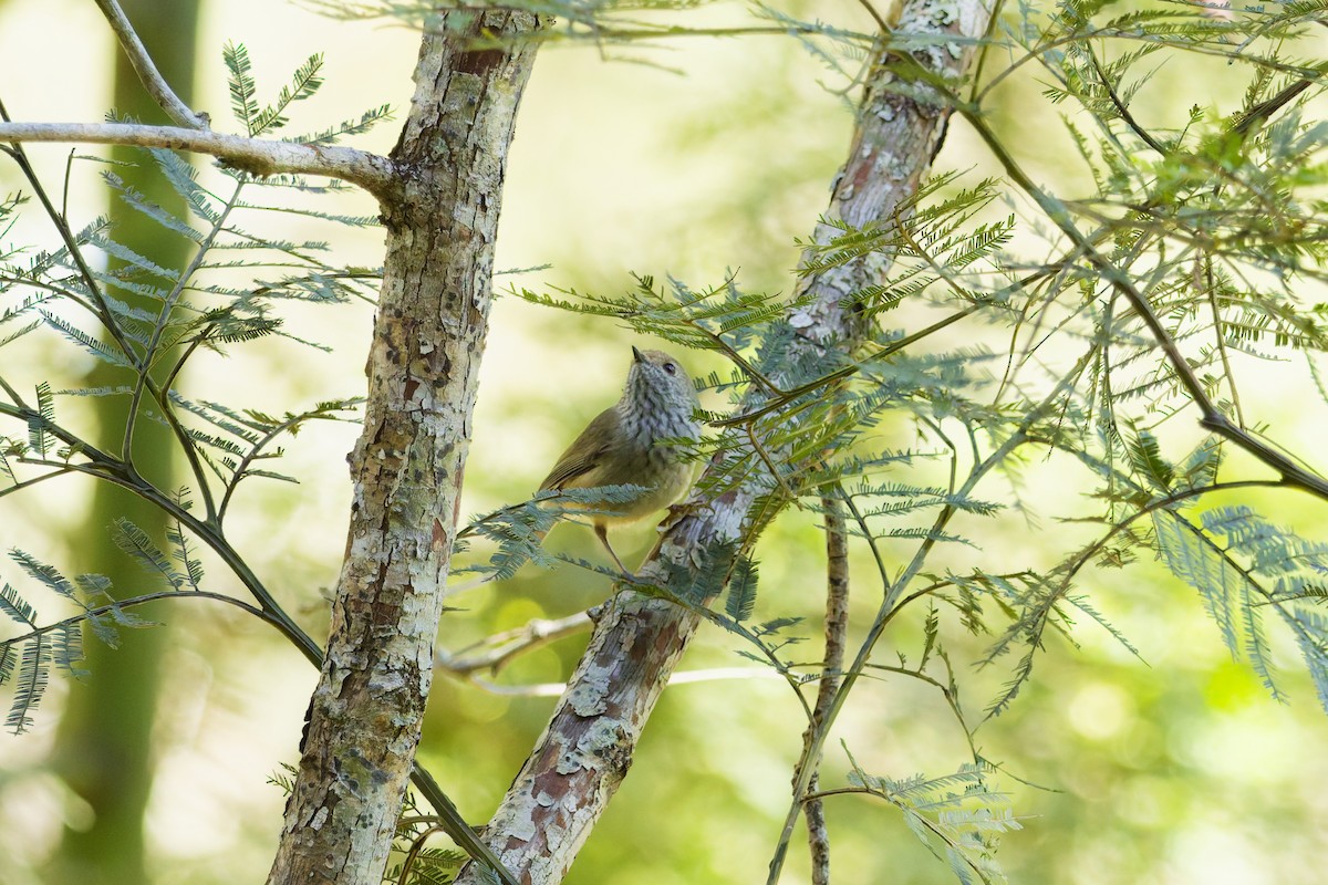 Brown Thornbill - ML639854834