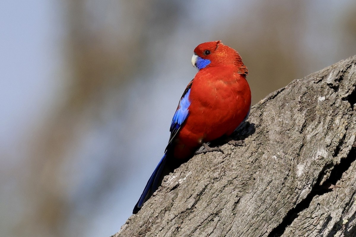 Crimson Rosella (Crimson) - ML639854837