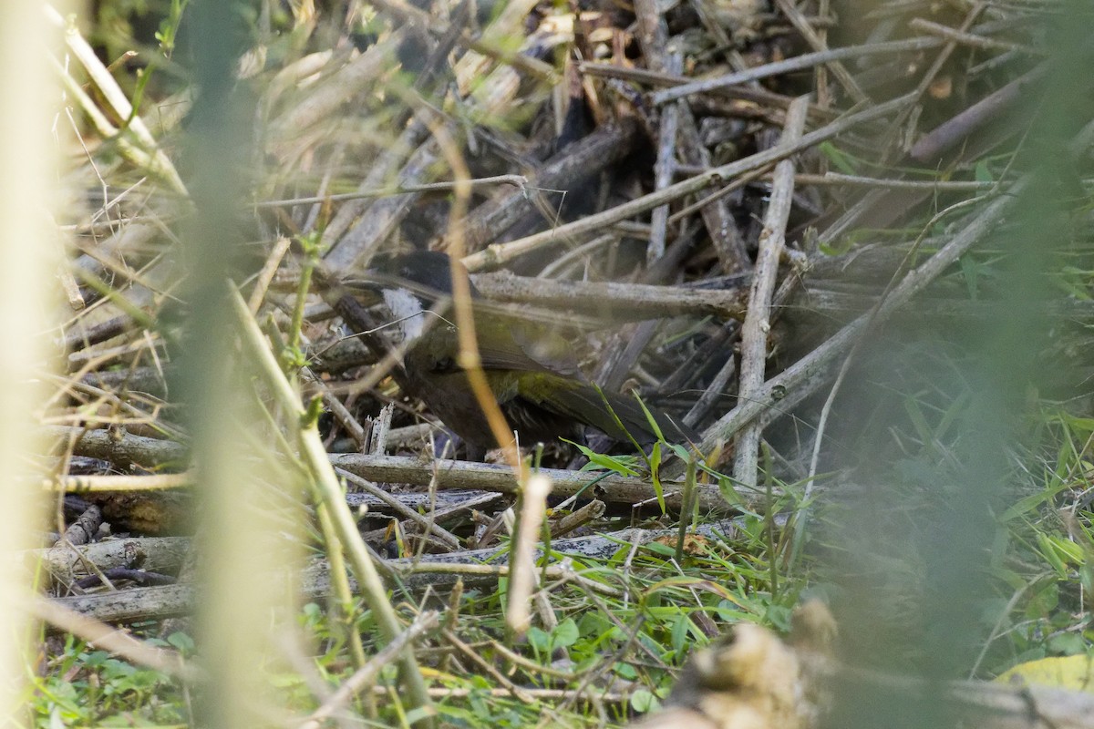 Eastern Whipbird - ML639854839