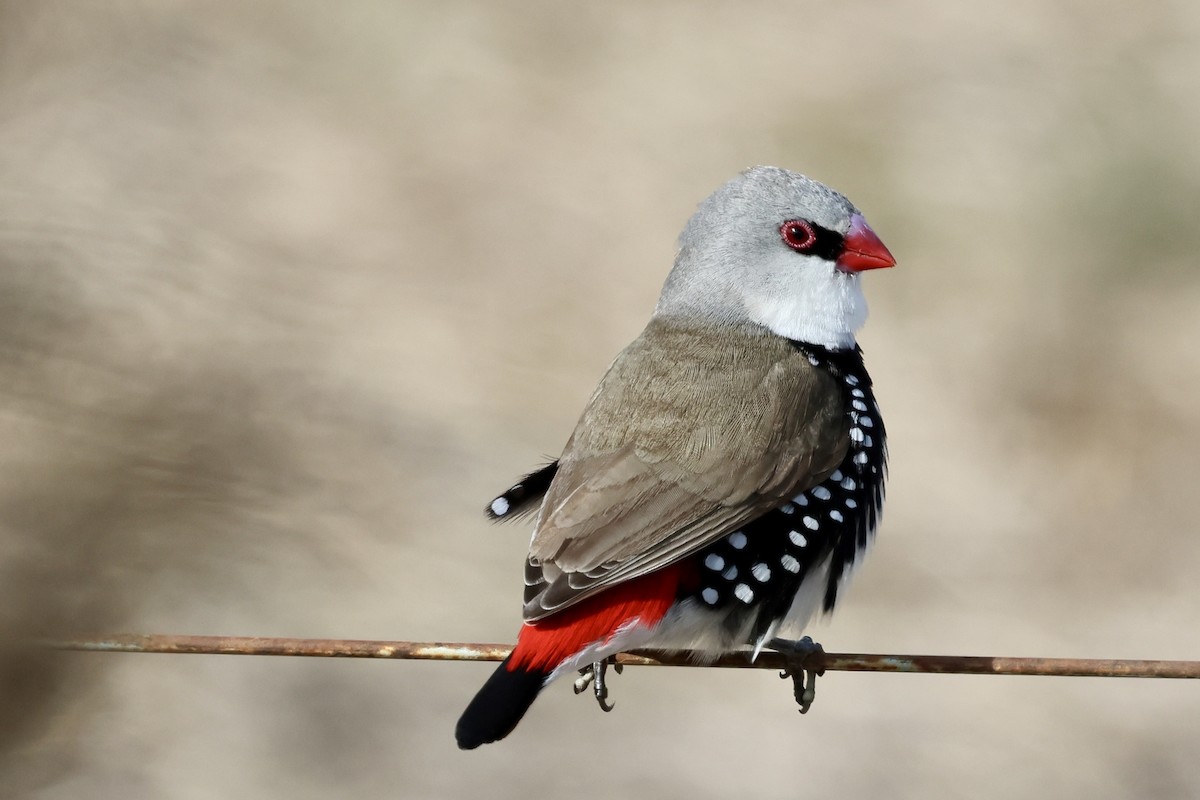 Diamond Firetail - ML639854841