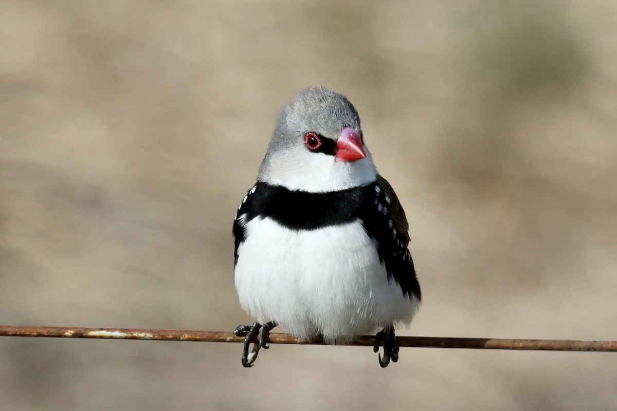 Diamond Firetail - ML639854842