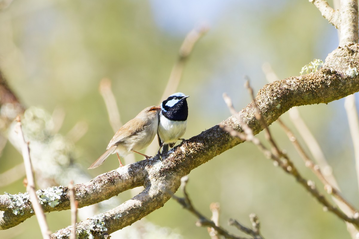 Superb Fairywren - ML639854843