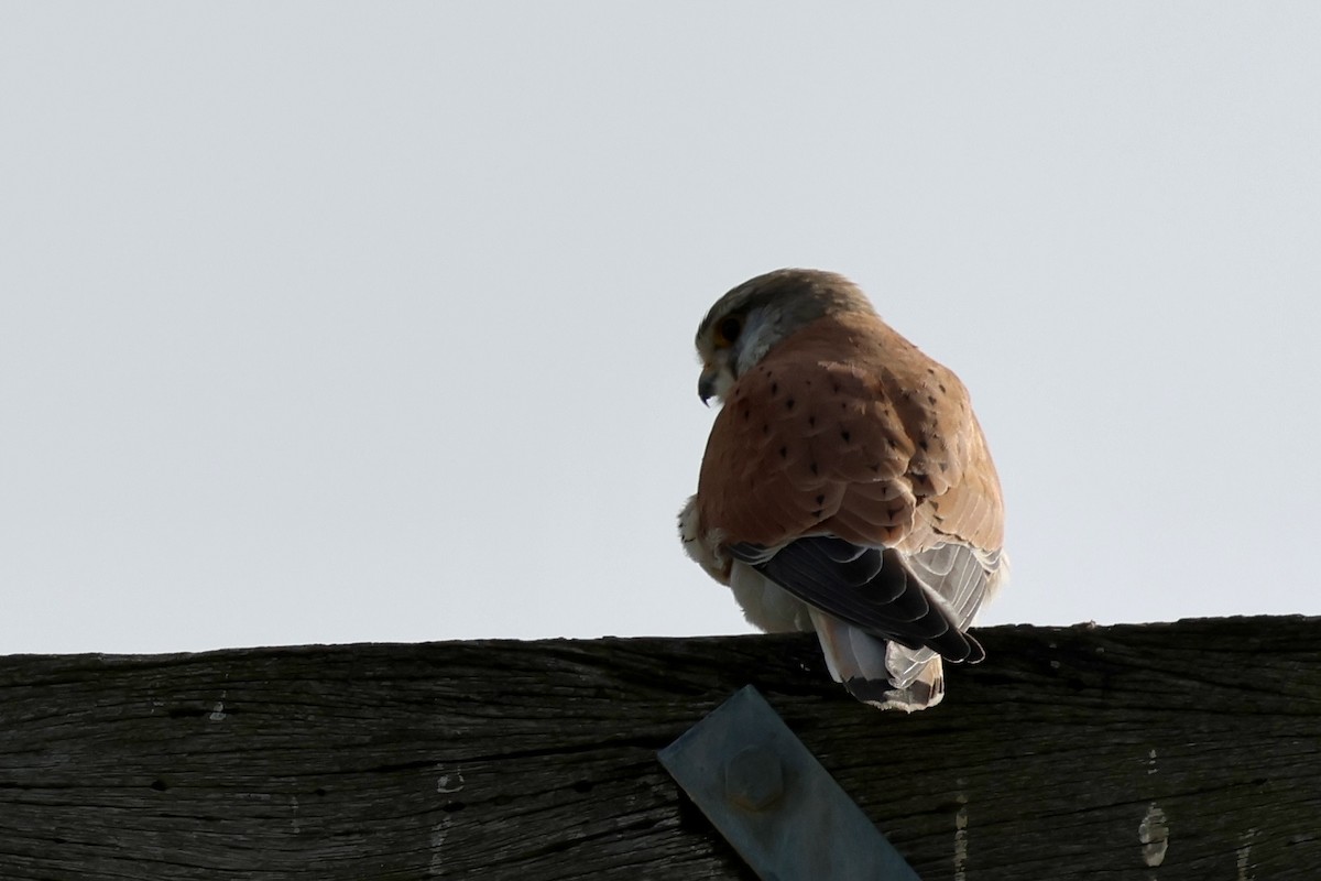 Nankeen Kestrel - ML639854853