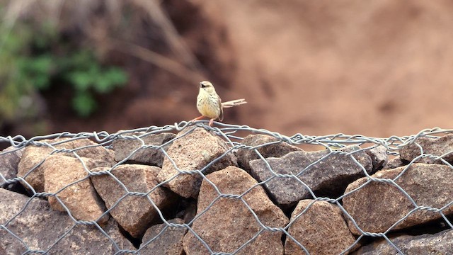 Drakensberg Prinia - ML639854855