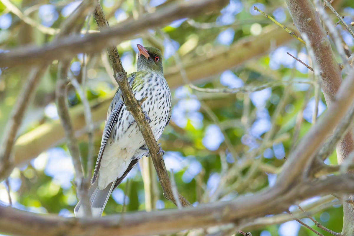 Olive-backed Oriole - ML639854858