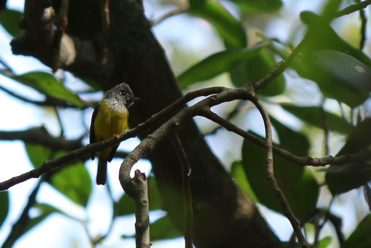 方尾鶲 - ML639854859