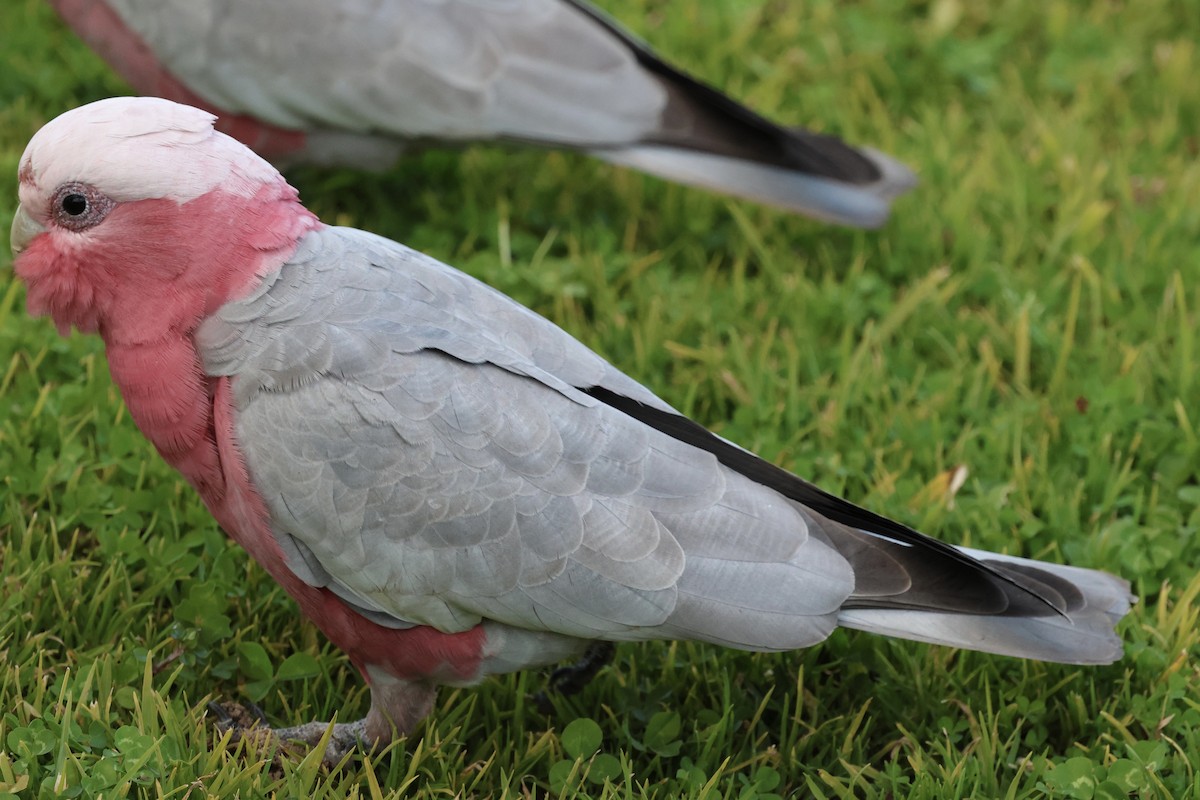 Galah - ML639854860