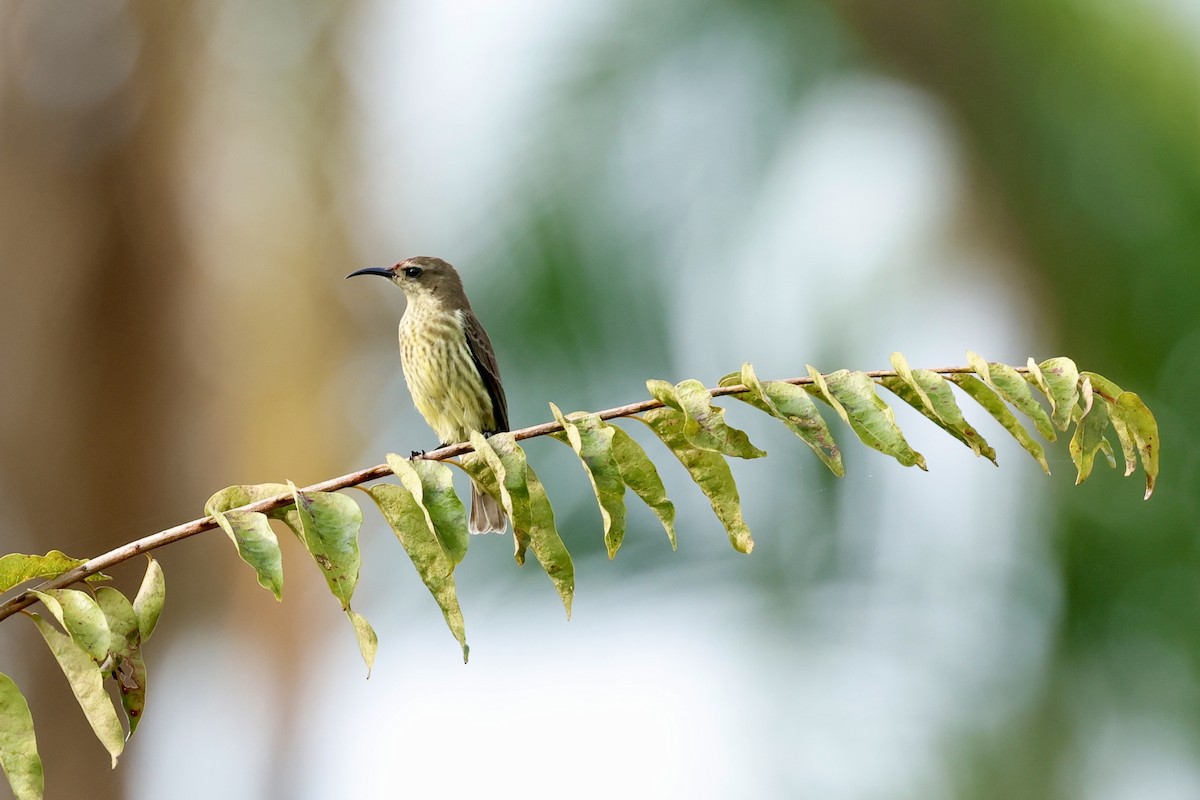 Johanna's Sunbird - ML639854867