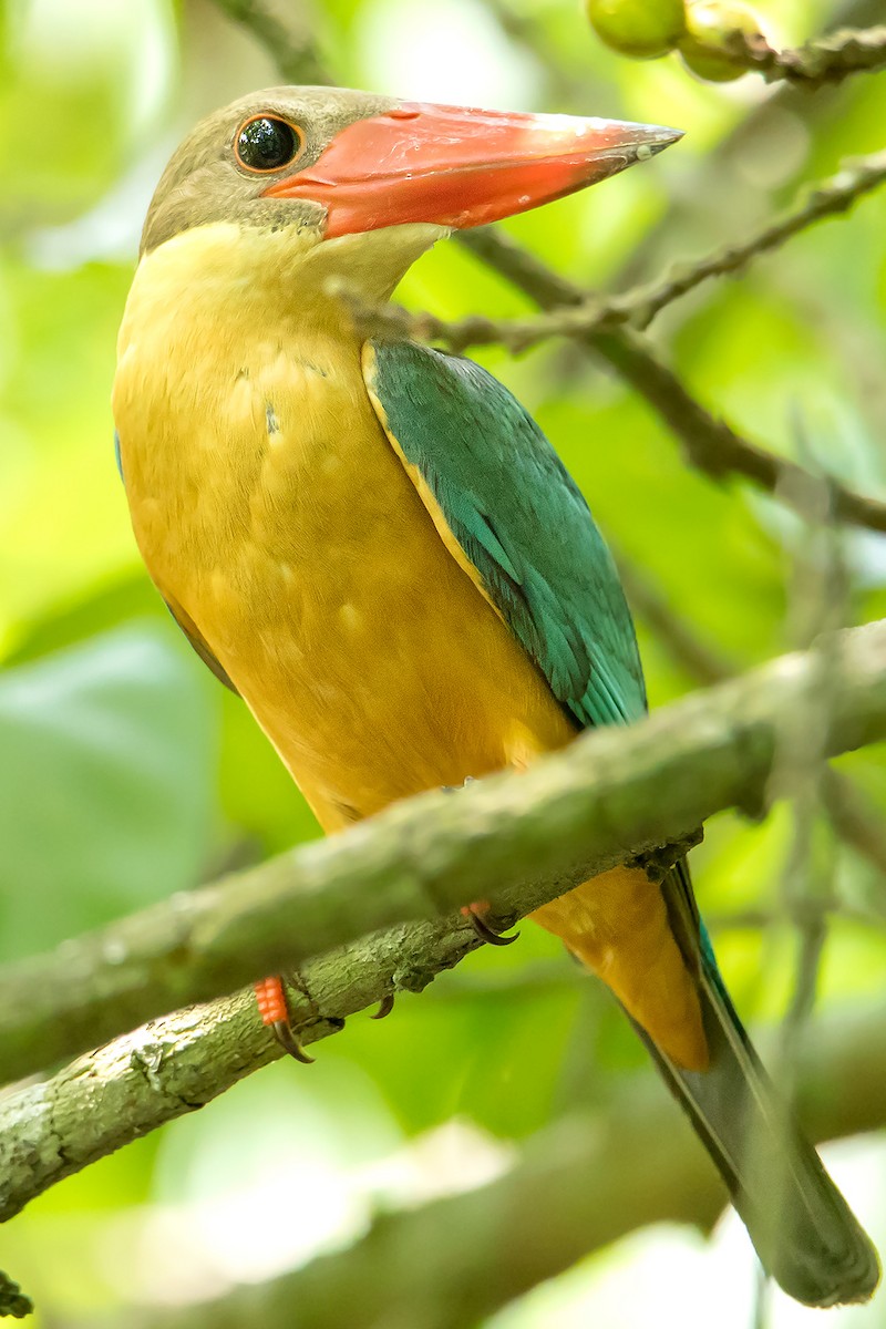 Stork-billed Kingfisher - ML639854894