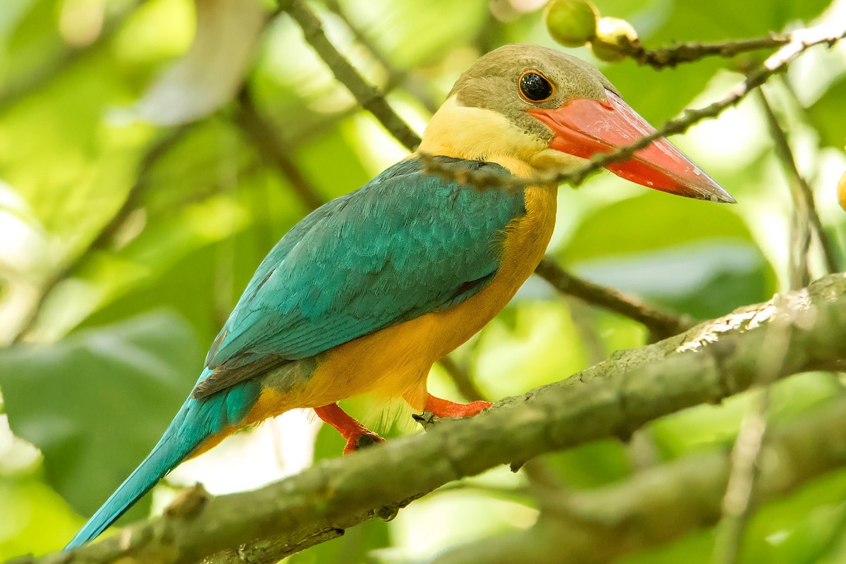 Stork-billed Kingfisher - ML639854895