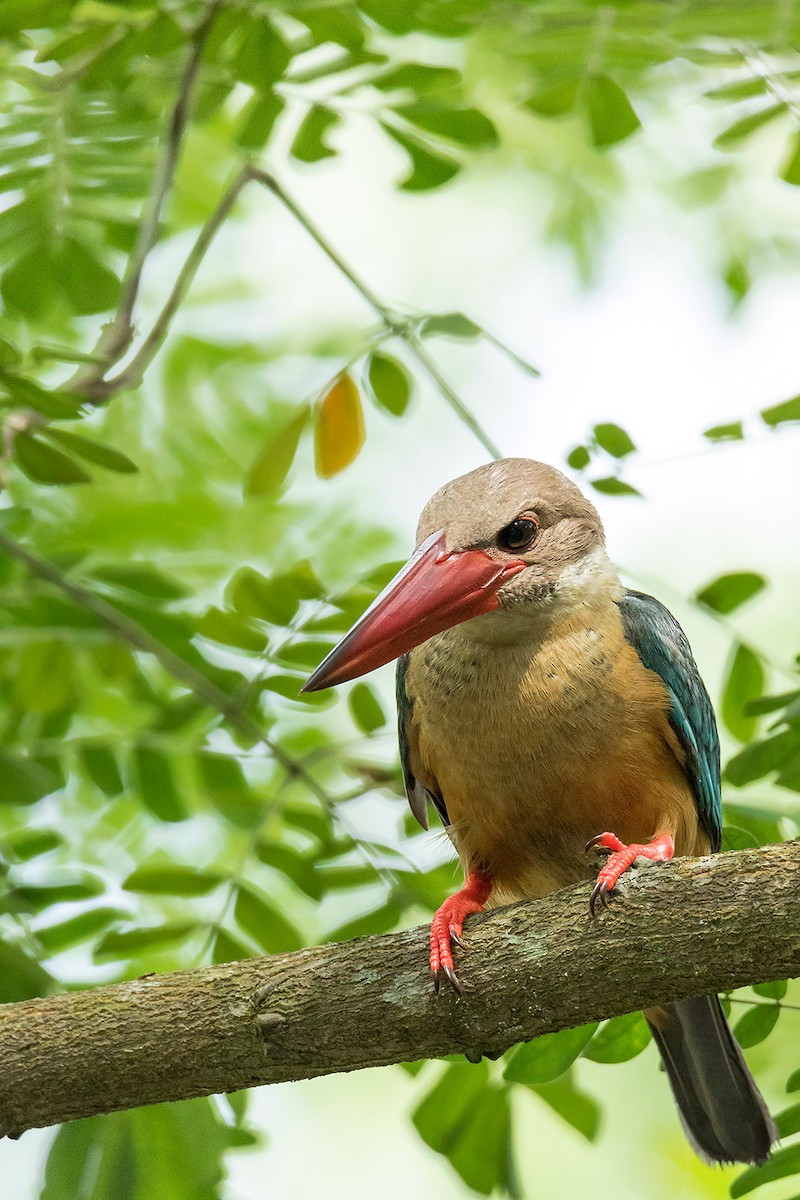 Stork-billed Kingfisher - ML639854901