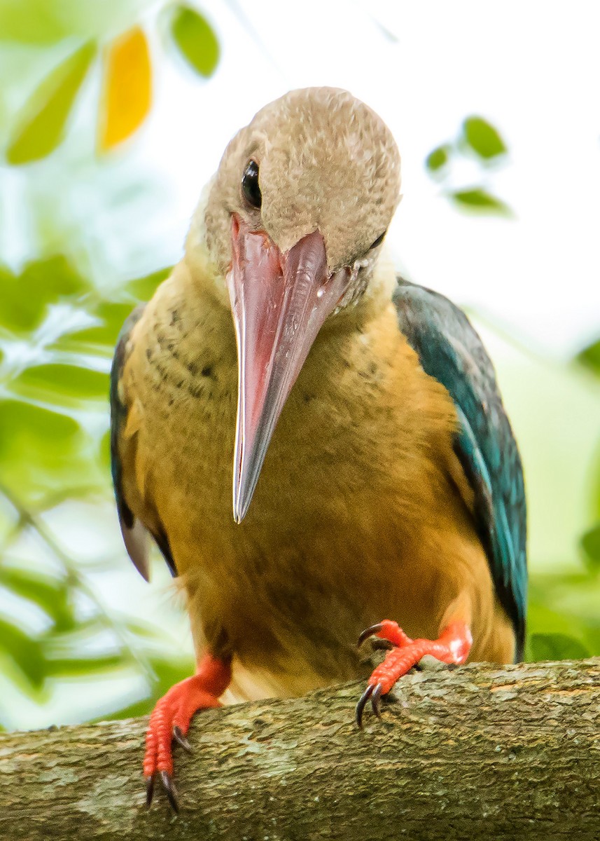 Stork-billed Kingfisher - ML639854902