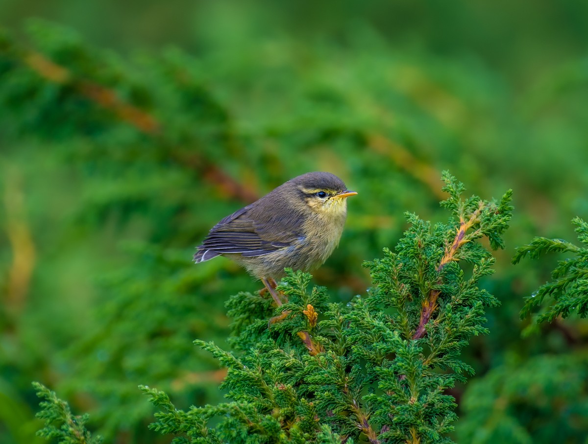 Tickell's Leaf Warbler - ML639854914