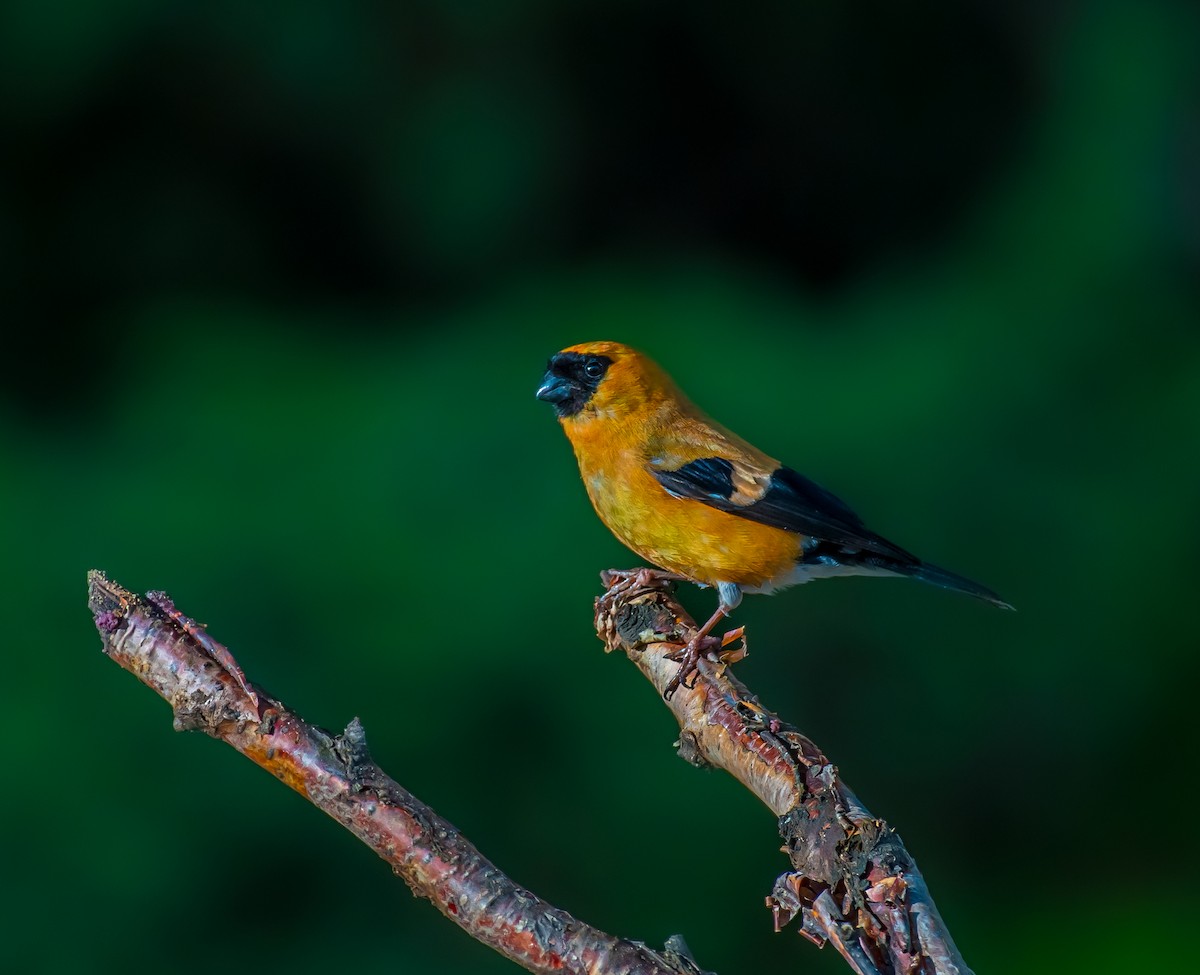 Orange Bullfinch - ML639854933