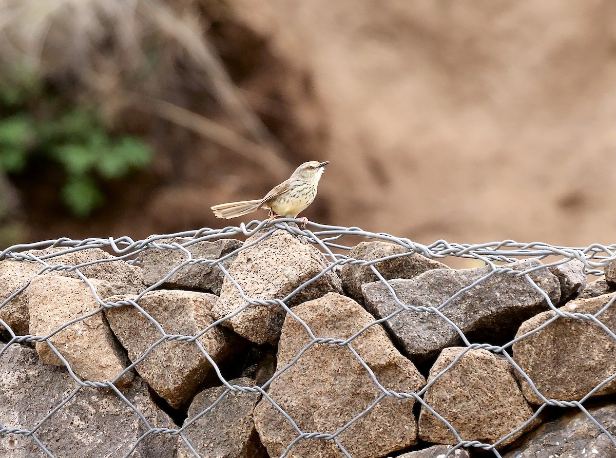Drakensberg Prinia - ML639854954
