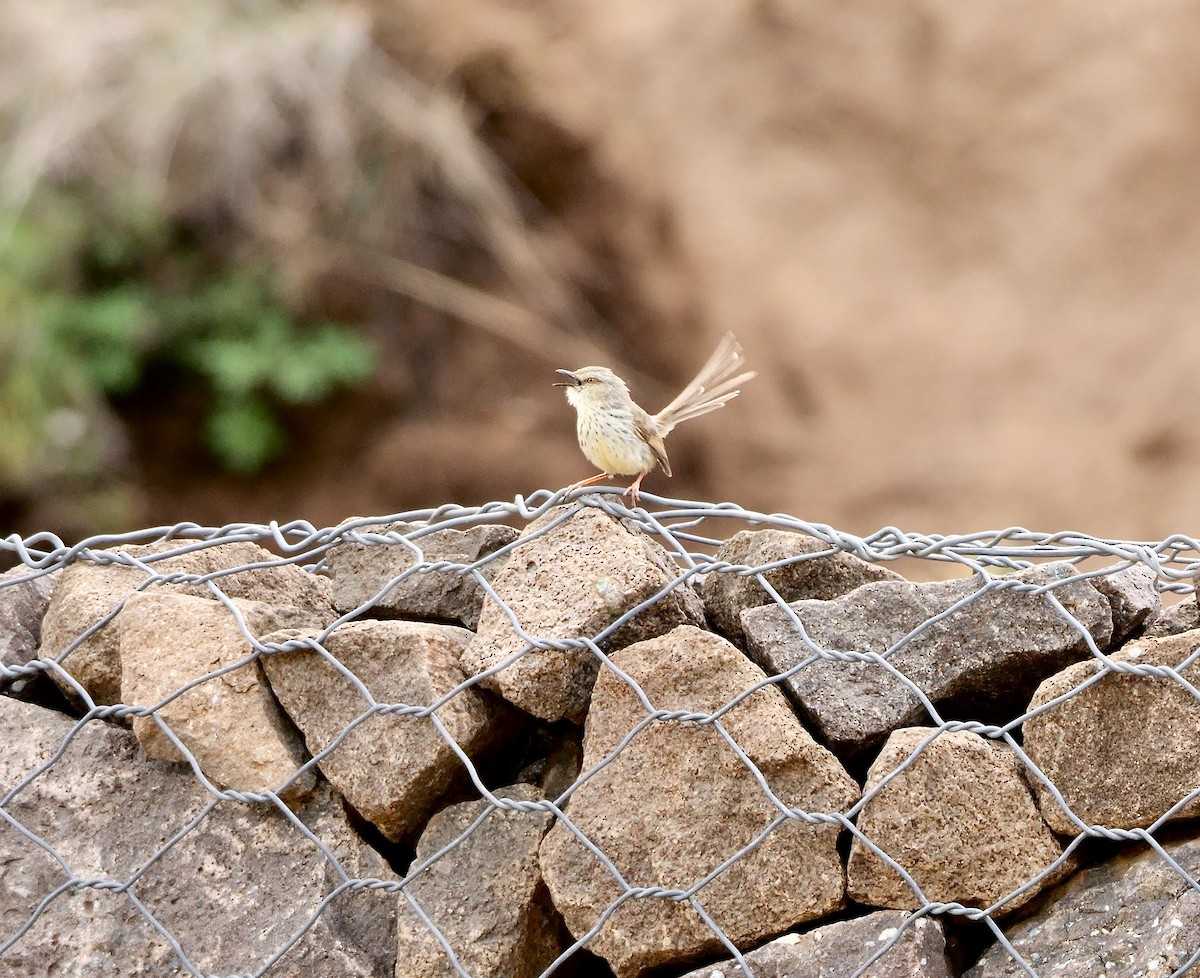Drakensberg Prinia - ML639854955