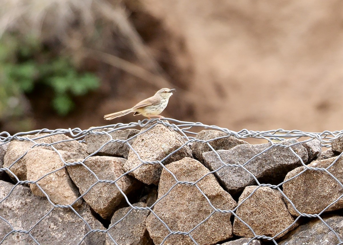 Drakensberg Prinia - ML639854956