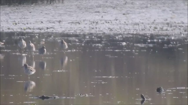 Common Redshank - ML639854984