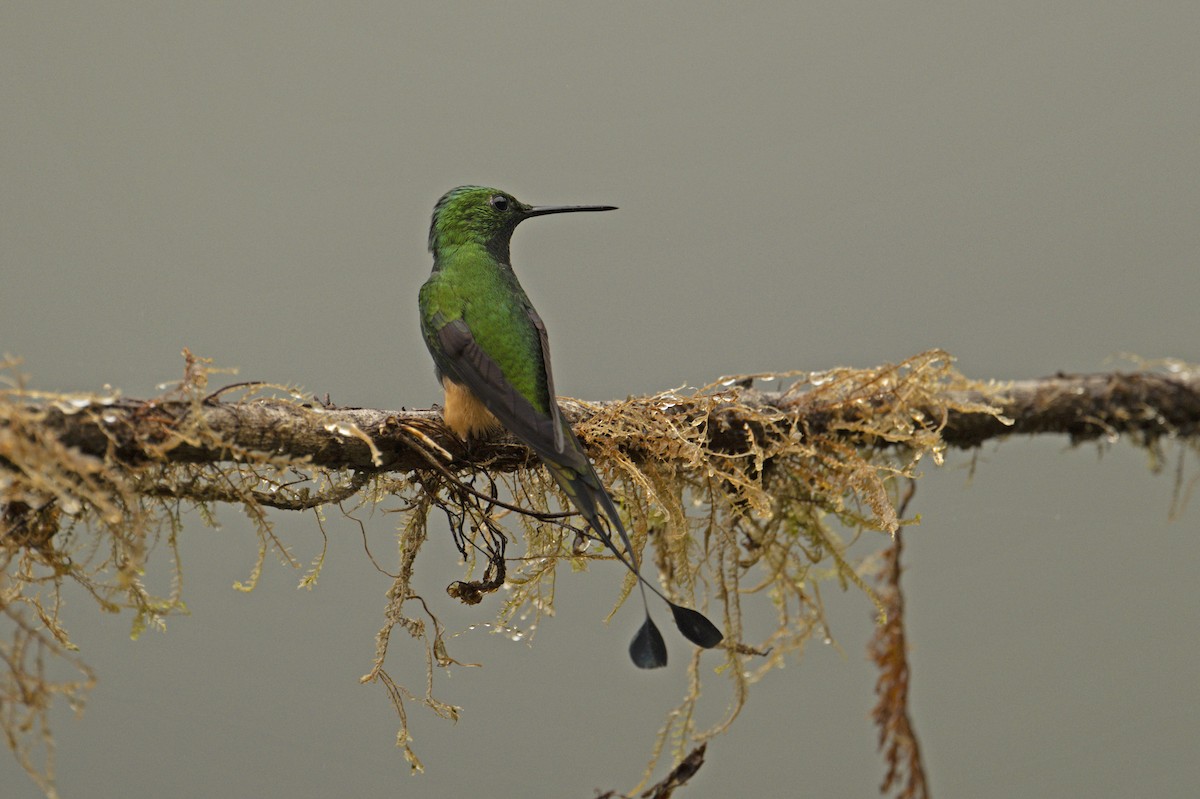 Rufous-booted Racket-tail (Anna's) - ML639855060