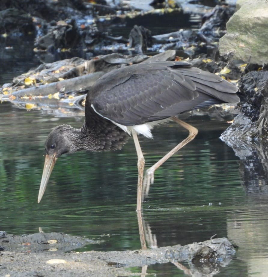Black Stork - ML639855123
