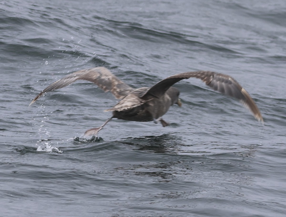 Northern Fulmar (Pacific) - ML639855185
