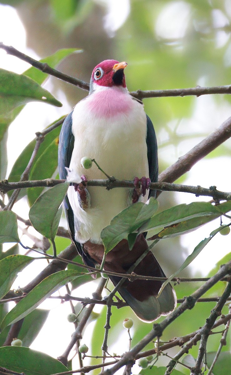 Jambu Fruit-Dove - ML639855205