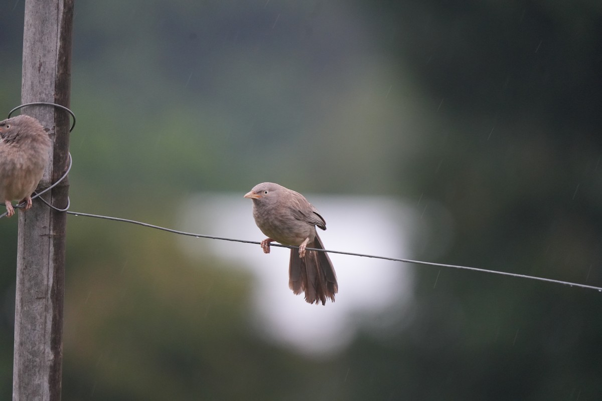 Jungle Babbler - ML639855297