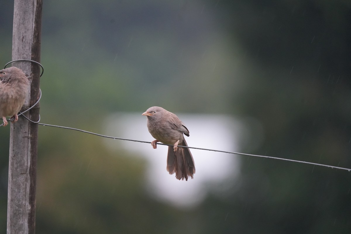 Jungle Babbler - ML639855298