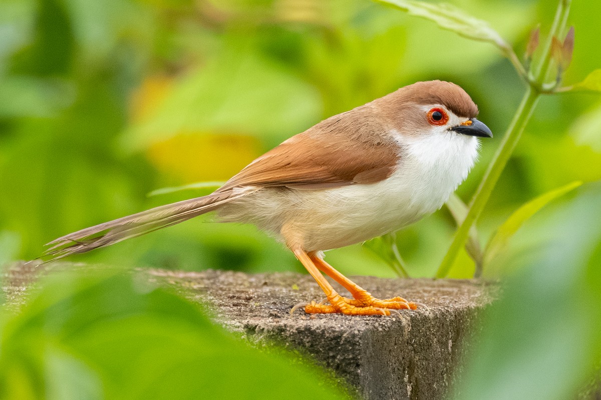 Yellow-eyed Babbler - ML639855383