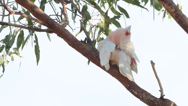 Pink Cockatoo - ML639855406