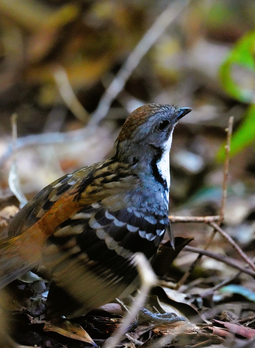 Australian Logrunner - ML639855447