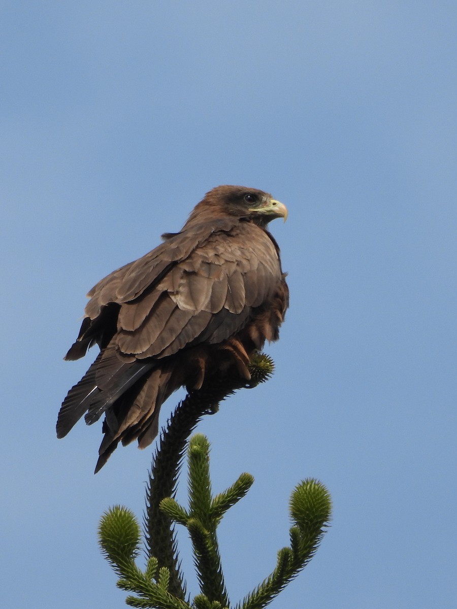 Black Kite - ML639855453