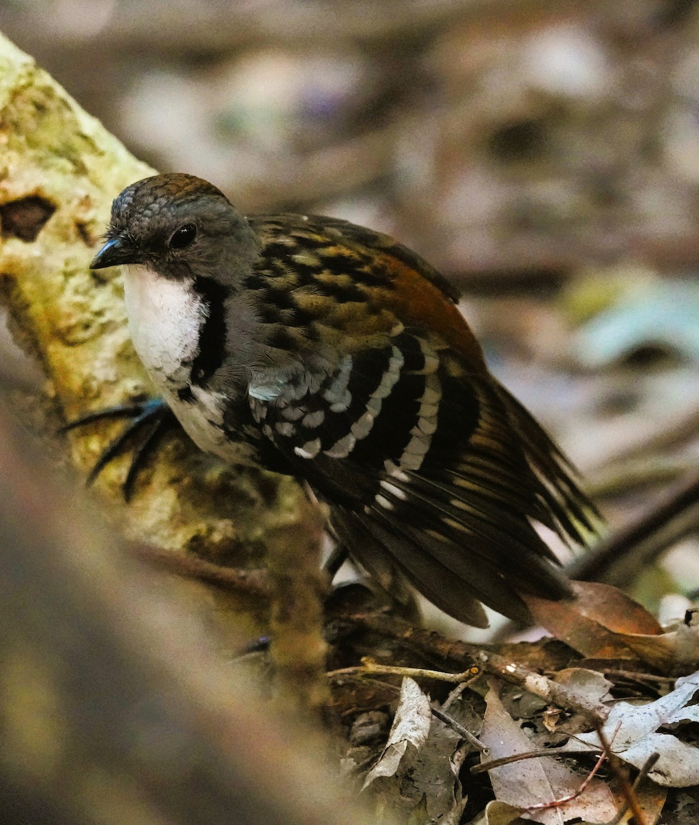 Australian Logrunner - ML639855454