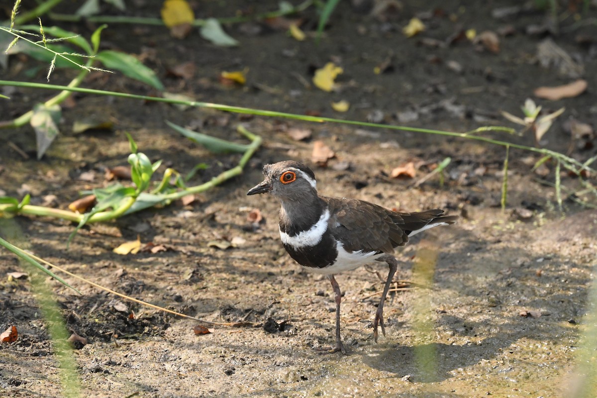 Forbes's Plover - ML639855464