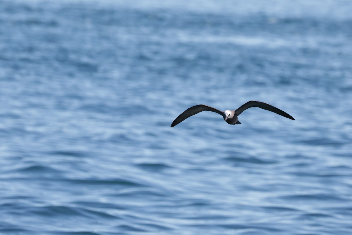 Brown Noddy - ML639855468