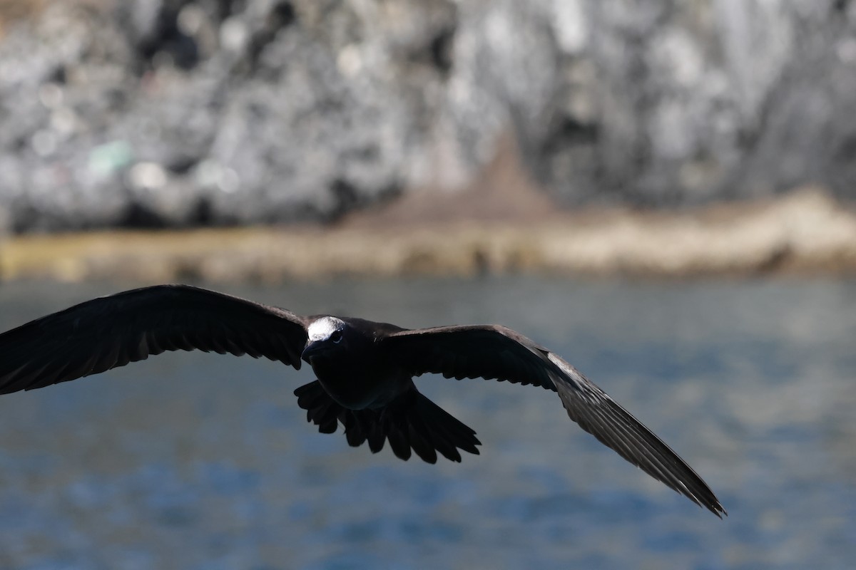Brown Noddy - ML639855471