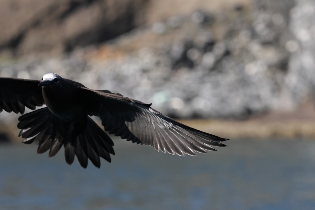 Brown Noddy - ML639855478