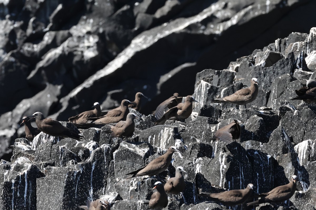 Brown Noddy - ML639855497