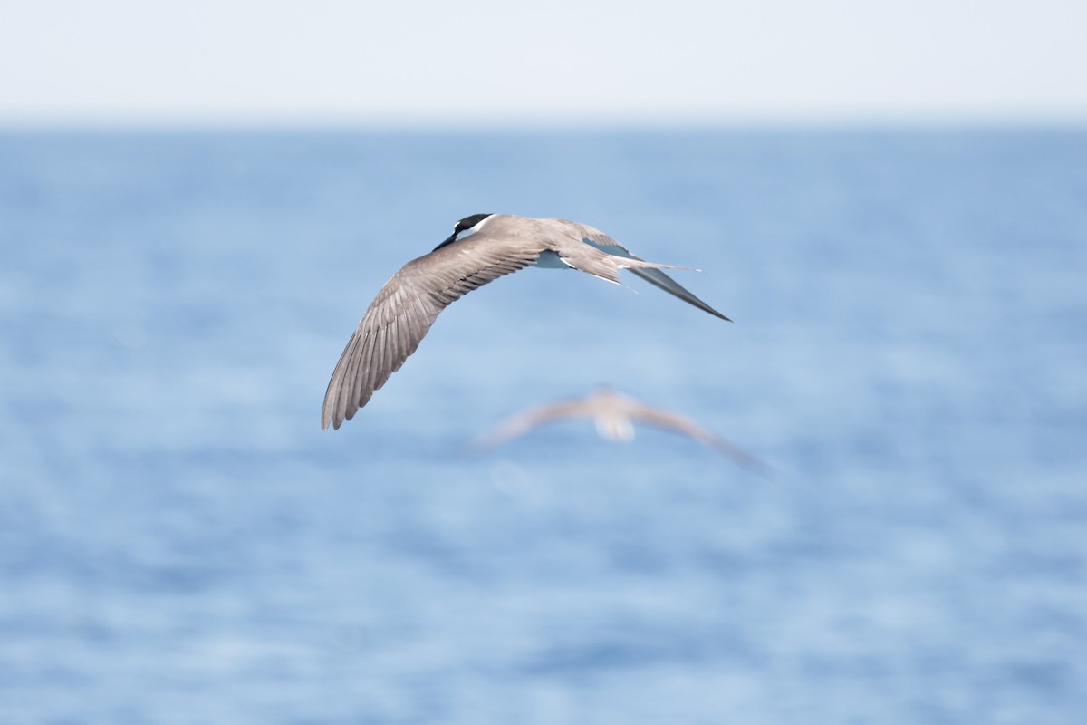 Bridled Tern - ML639855506