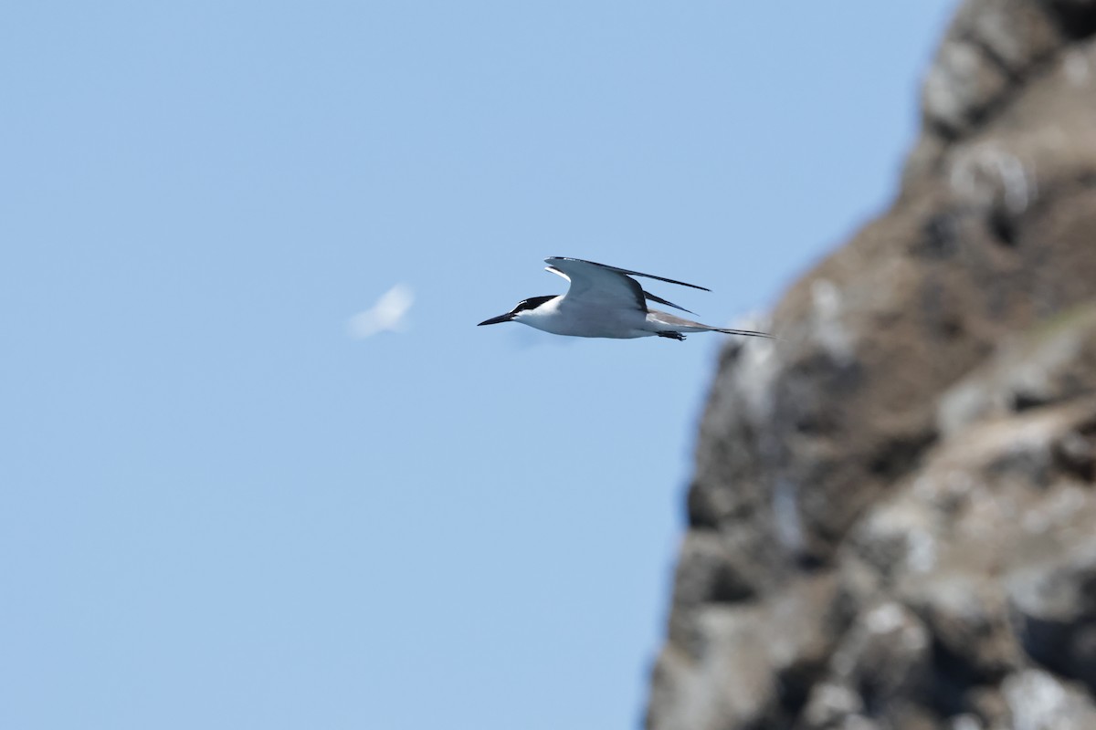 Bridled Tern - ML639855507